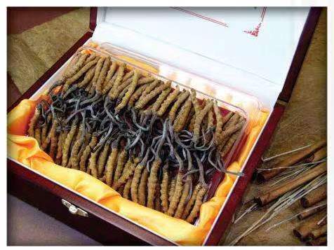 甘泉冬虫夏草回收